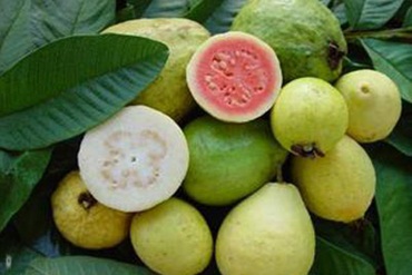 kosher certification